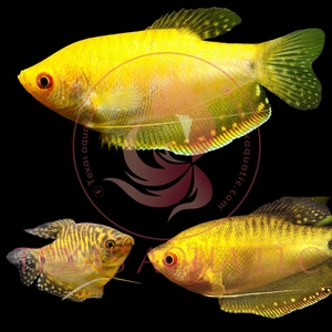 GOURAMI