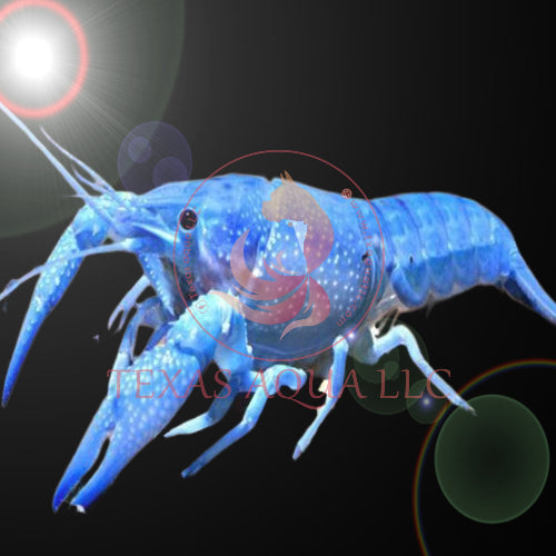 BLUE LOBSTER