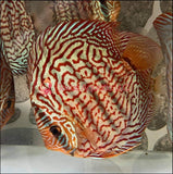 RED GALAXY TURQUOISE