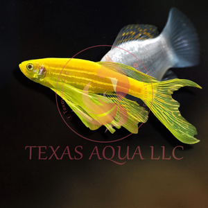 LONG FIN DANIO