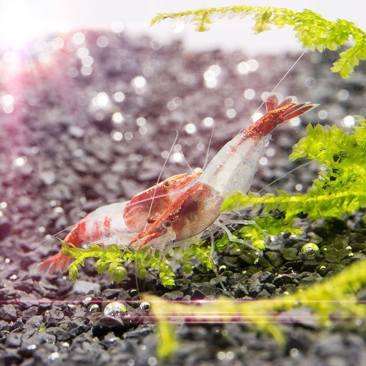 RILI RED SHRIMP