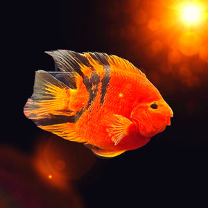 KK TIGER PARROT