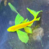 LONG FIN DANIO