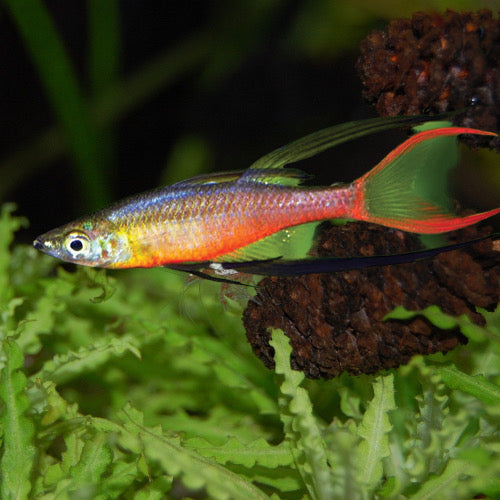 THREADFIN RAINBOWFISH