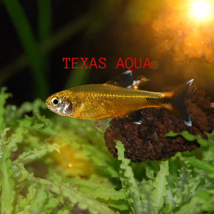 SILVER TIP TETRA