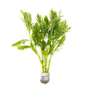 HYGROPHILA DIFFORMIS