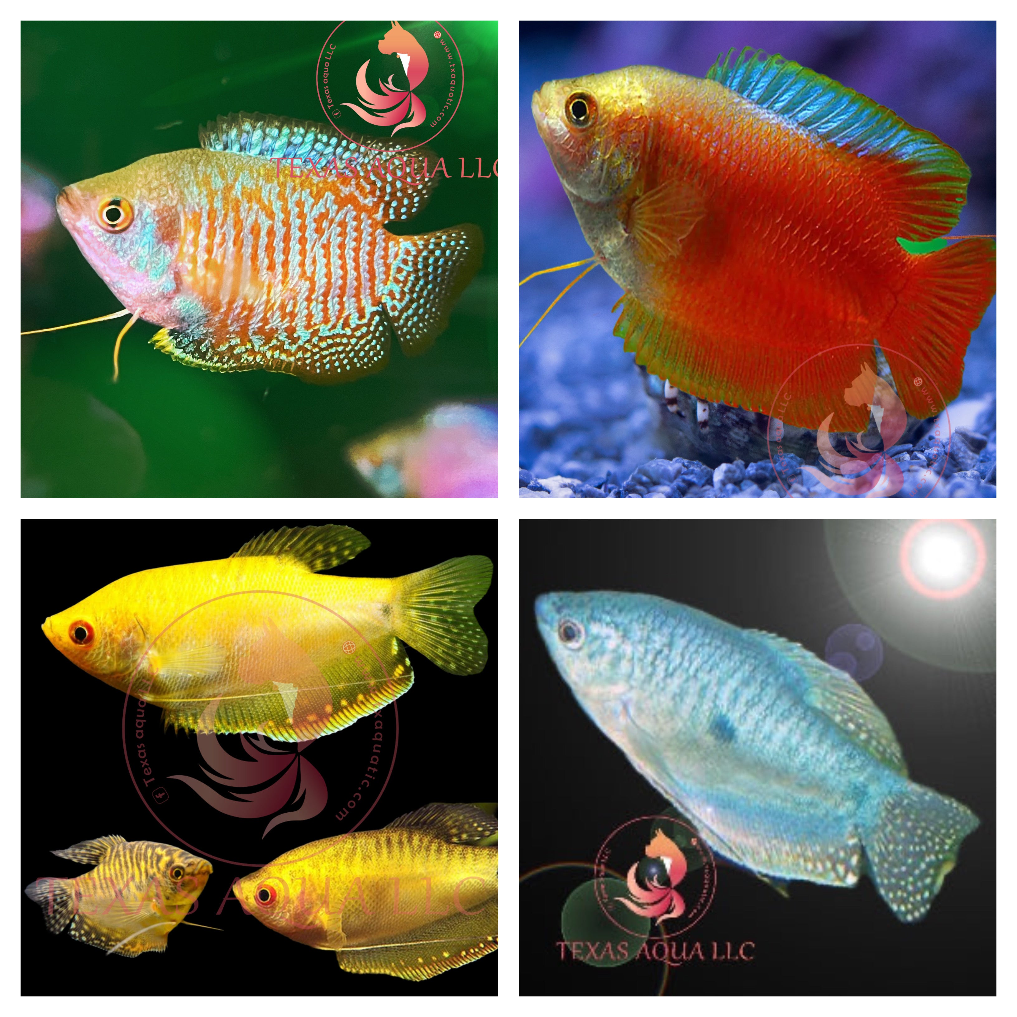 Community Fish – Texas Aqua LLC