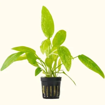 ECHINODORUS MARBLE QUEEN