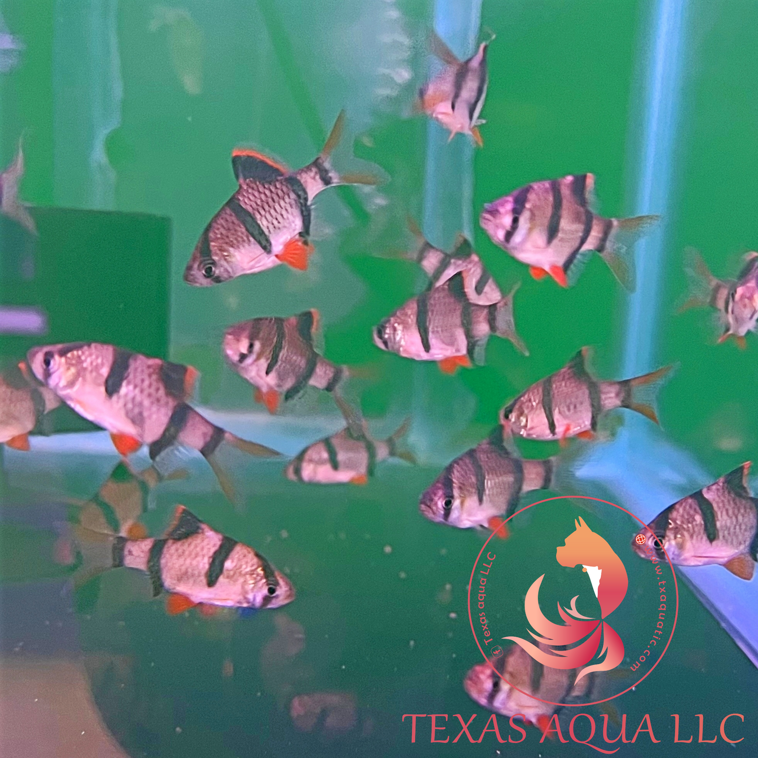 TIGER BARB