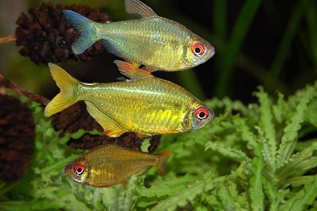 LEMON TETRA