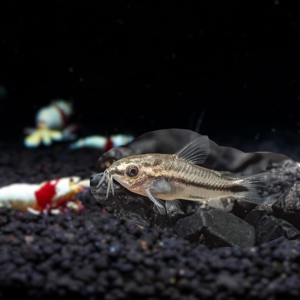PYGMY CORY