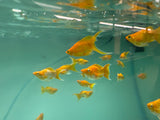 YELLOW LYRETAIL MOLLY