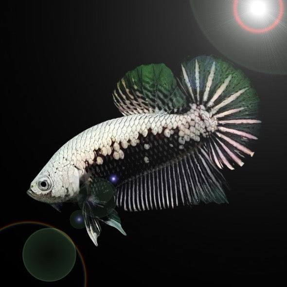 SAMURAI BETTA
