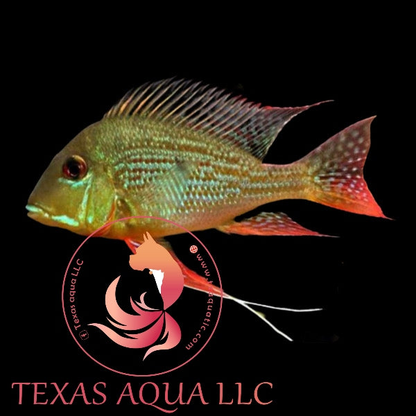 RED STRIPE EARTHEATER