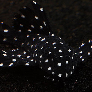 L240 GALAXY PLECO