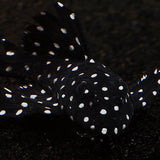 L240 GALAXY PLECO