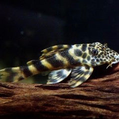 L387 TIGER PLECO