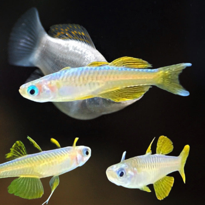 FURCATA RAINBOWFISH