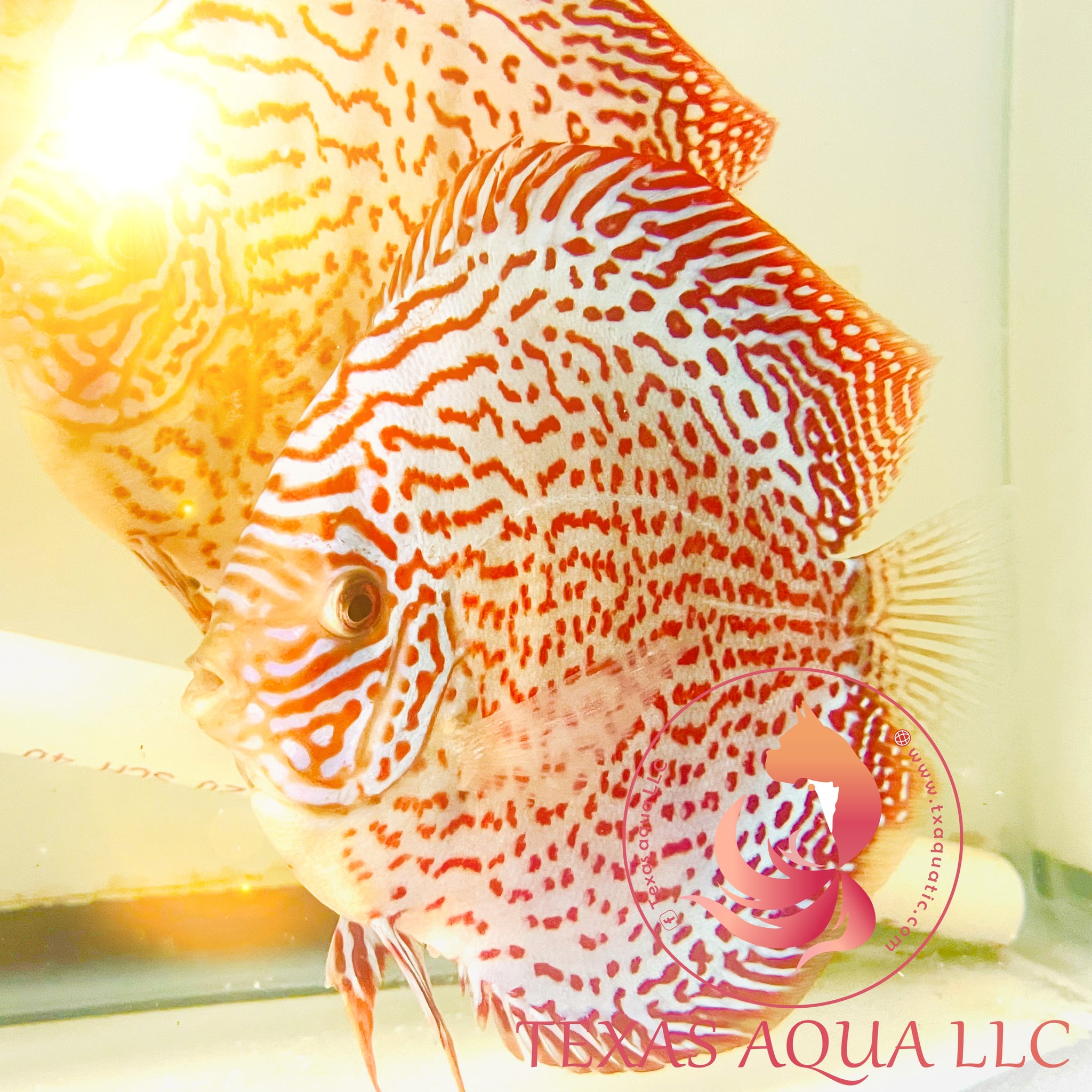 Ring Leopard Discus - Golden State Discus