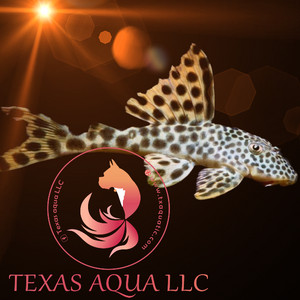 L075 PARA PLECO