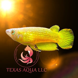 GOLDEN WONDER KILLIFISH