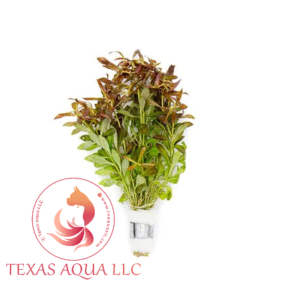 UNS LUDWIGIA ARCUATA