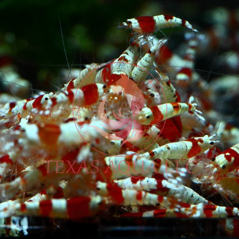 CRYSTAL RED SHRIMP