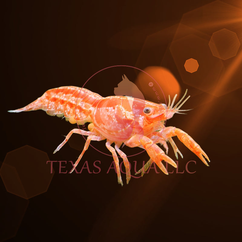 ORANGE LOBSTER