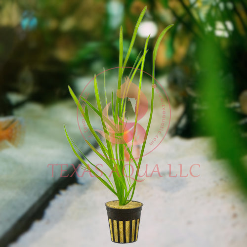 ITALIAN VALLISNERIA