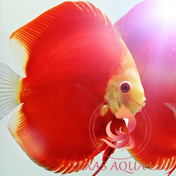 FUJI RED DISCUS
