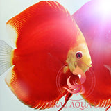 FUJI RED DISCUS