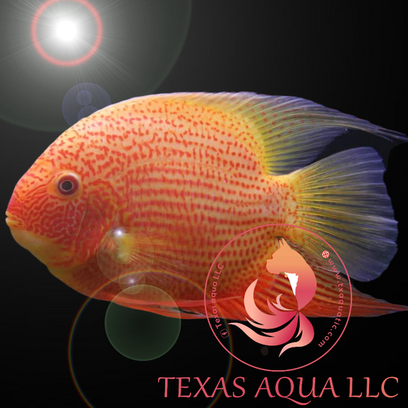 RED SPOT SEVERUM