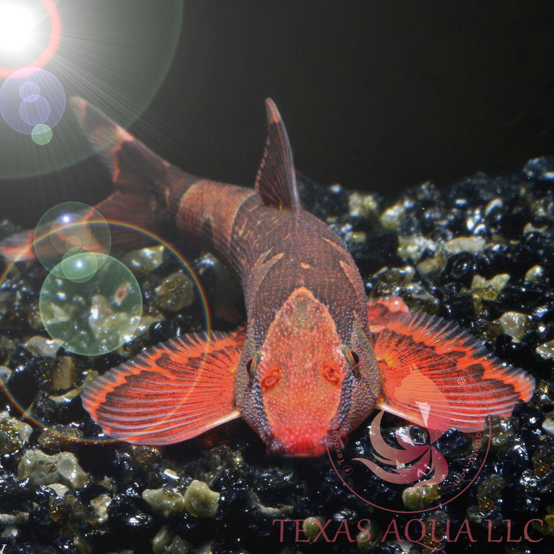 Texas Aqua | Top Fish Store for Aqua Enthusiasts Online and in Houston ...