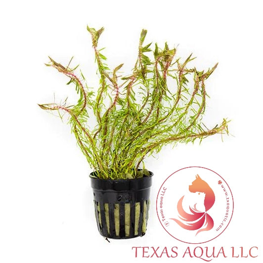 ROTALA WALLICHII