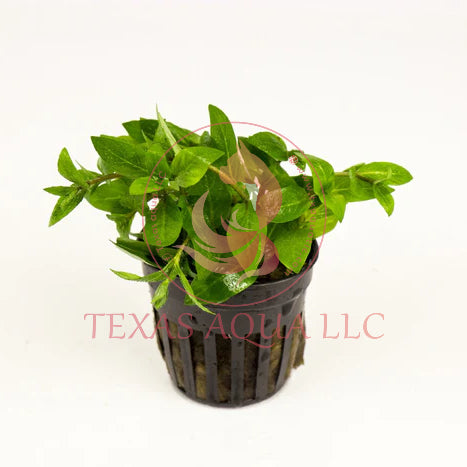 STAUROGYNE REPENS