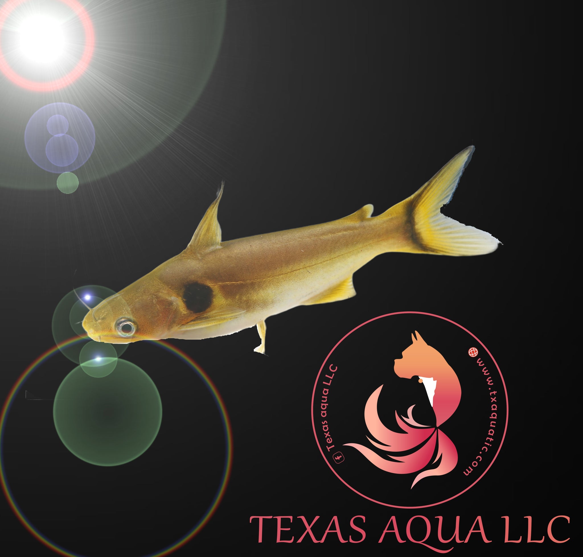 SUN CATFISH Texas Aqua LLC