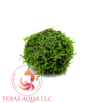 VESICULARIA MONTAGENEI BALL