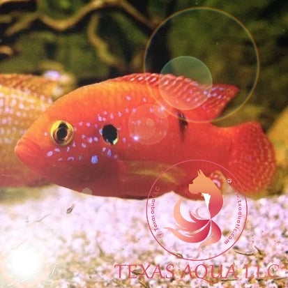 RED JEWEL CICHLID
