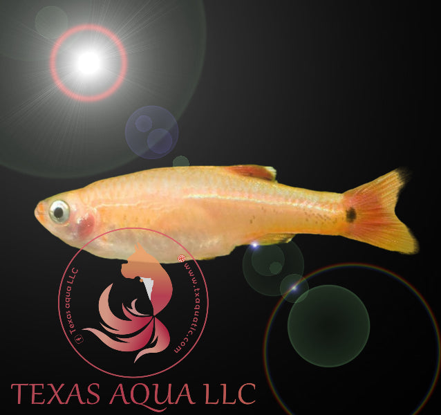 GOLD MOUNTAIN MINNOW