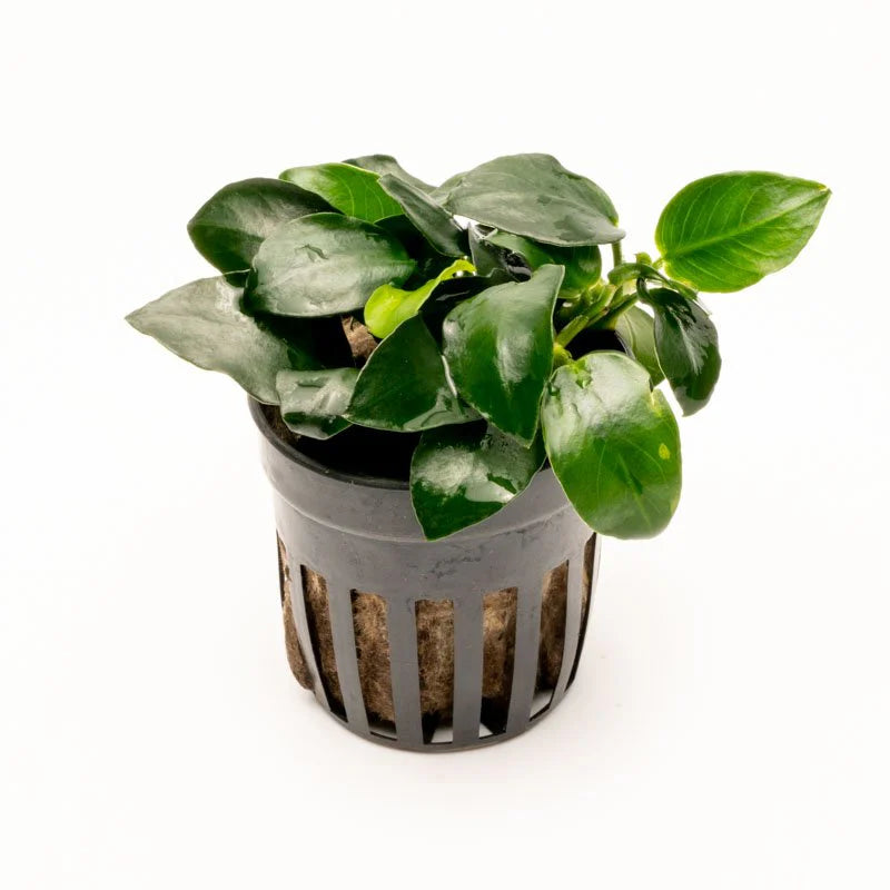 ANUBIAS BARTERI PETITE ROUND
