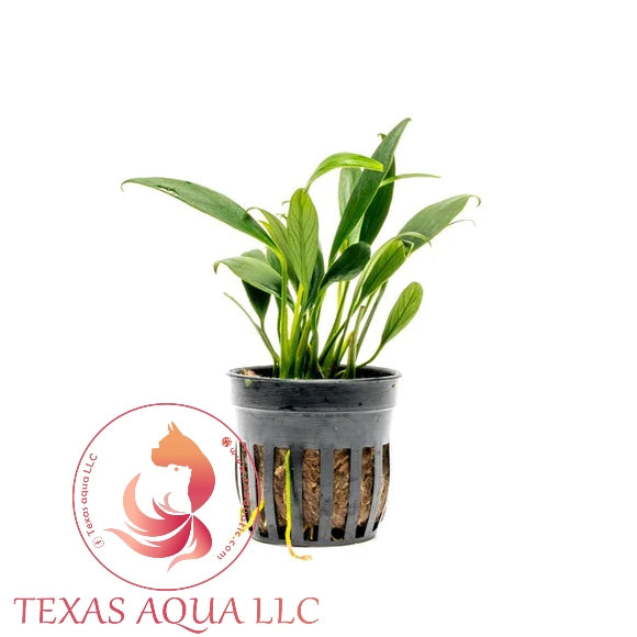 ANUBIAS CONGENSIS MINI