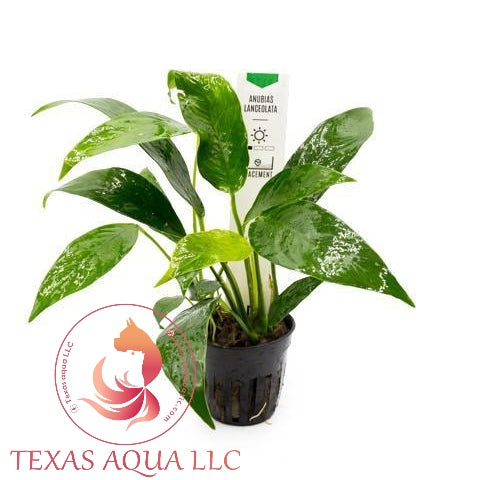 ANUBIAS LANCEOLATA