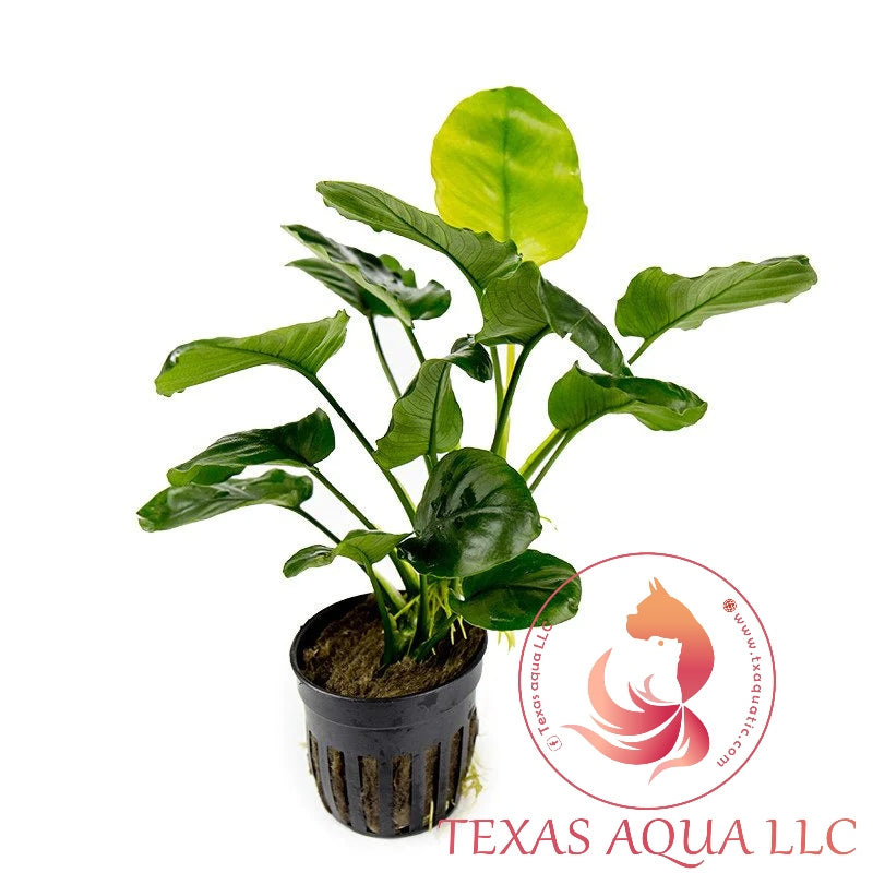 ANUBIAS BARTERI ROUND