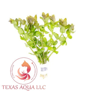 BACOPA CAROLINIA RED