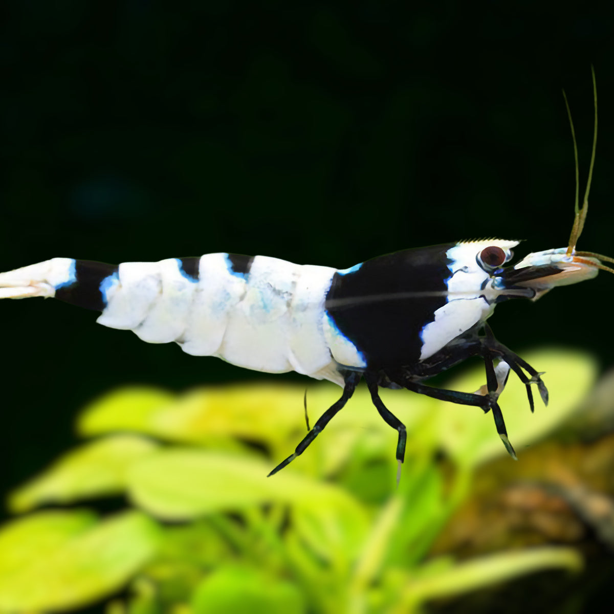 CAMARÓN NEGRO BEE