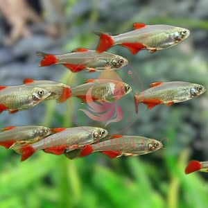 BLOODFIN TETRA