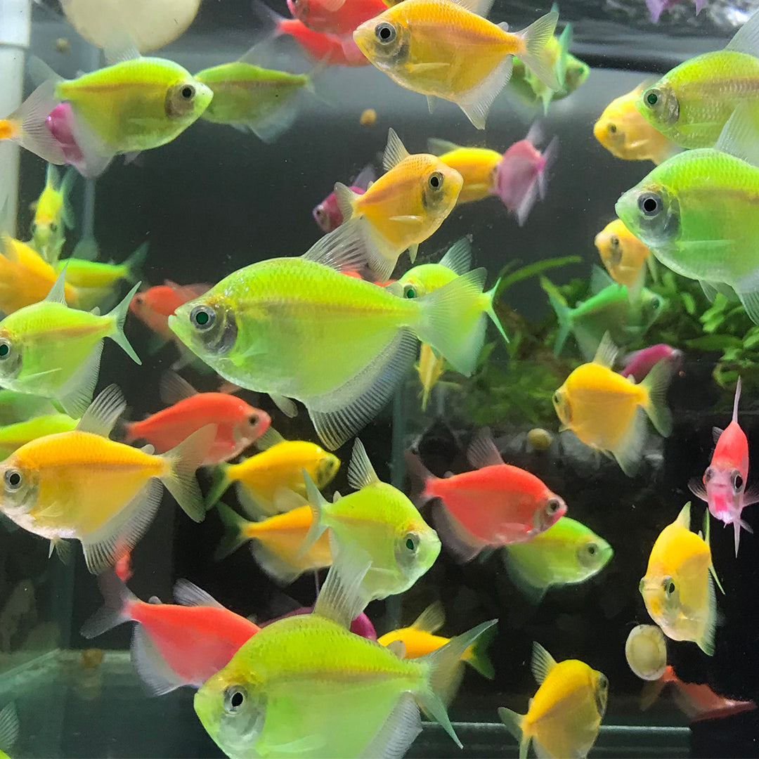 GLOFISH LONG/SHORT FIN