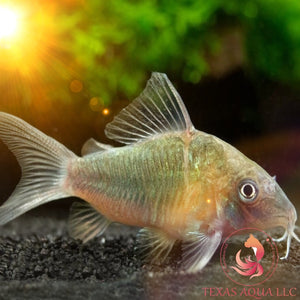 GREEN CORY