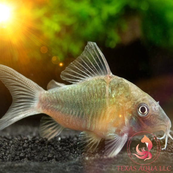 GREEN CORY