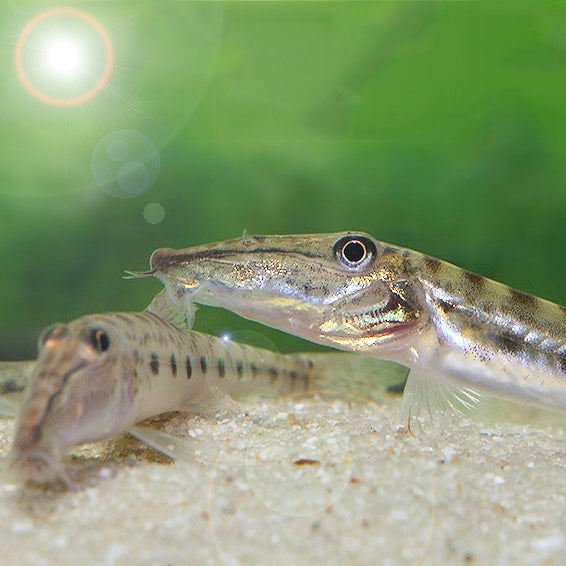 HORSE FACE LOACH